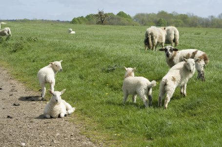 Our hike took us through sheep pasture.