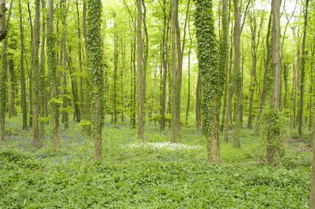 We hiked through this beautiful green forest after hiking up 365 steps