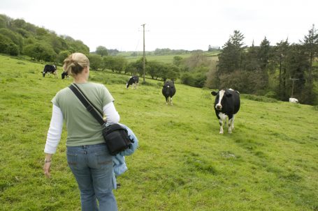 I'm not sure what the cows thought of people just walking through their field