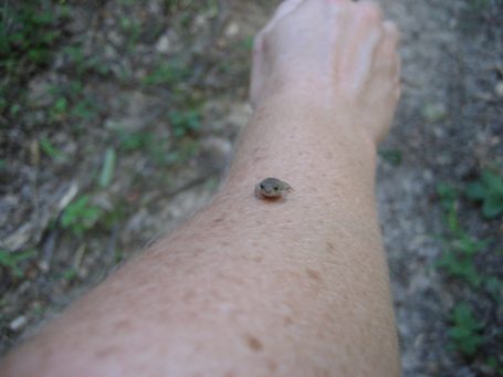 One of a bazillion tiny frogs we encountered.