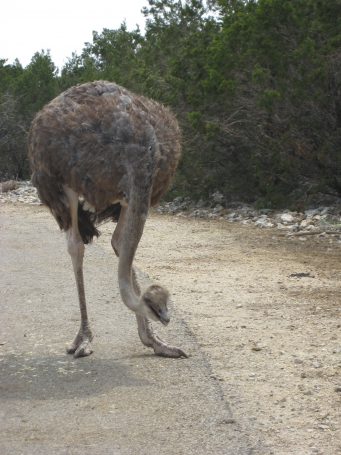 The ostrich is up to no good.