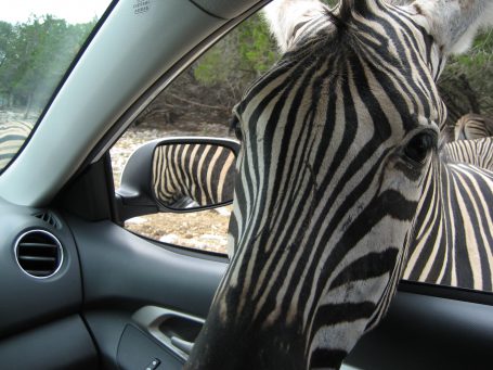 This occurred just after the educational cd we were listening to said the zebras should be avoided. Instead, Peter gave him a little pet!