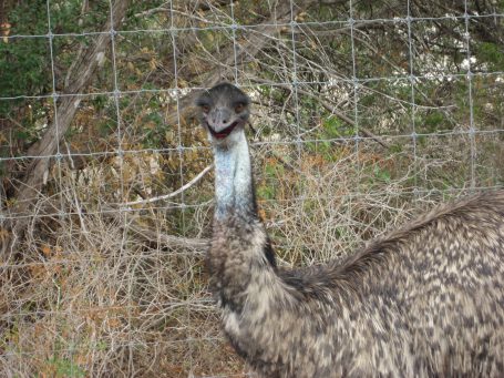I think it is an emu and I think he is crazy.