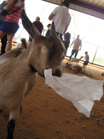We ended of safari at the petting zoo hoping to get rid of extra food and all they wanted was the bag!