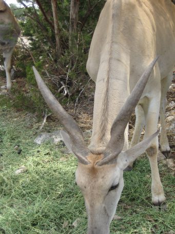 Peter likes the horns on this guy.