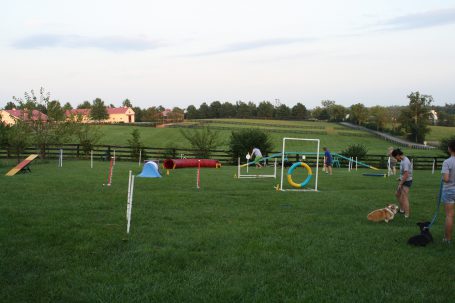 IMG_3353 Mini agility course set up for the class