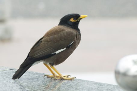 Australia (IMG_9445)