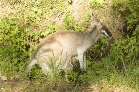 Australia (IMG_9522)