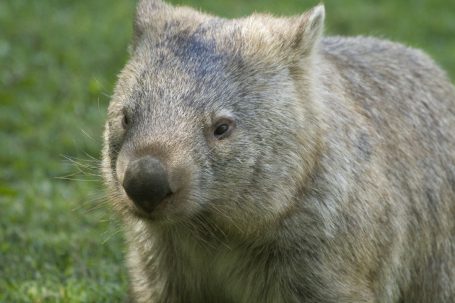 Australia (IMG_9561)