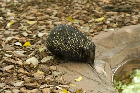 Australia (IMG_9590)
